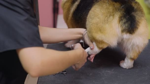 Primer plano de una chica cortando un perro corgi en un salón de belleza para perros. Cuida a las mascotas — Vídeos de Stock