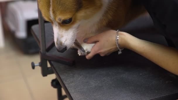 Närbild av en flicka som skär en corgi hund i en skönhetssalong för hundar. Ta hand om husdjur — Stockvideo
