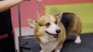 Köpekler için bir güzellik salonunda Corgi sosislisine bakan bir kızın yakın çekimi. Evcil hayvanlara iyi bak.