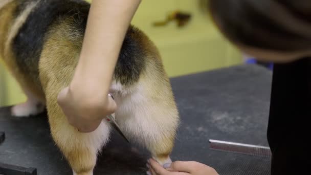 犬の美容室でコルギ犬を切る少女のクローズアップ。ペットの世話をする — ストック動画