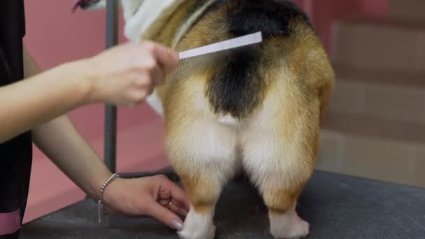 Nahaufnahme eines Mädchens beim Kämmen eines Corgi-Hundes in einem Schönheitssalon für Hunde. Achten Sie auf Haustiere — Stockvideo