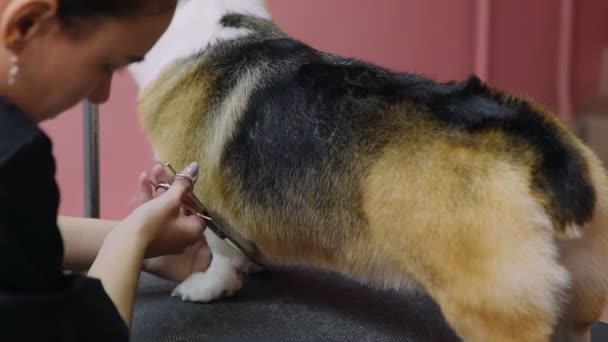 Nahaufnahme eines Mädchens, das einen Corgi-Hund in einem Schönheitssalon für Hunde schneidet. Achten Sie auf Haustiere — Stockvideo