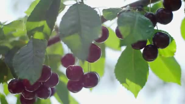 Červené zralé třešně na stromě v létě. Detailní záběr — Stock video