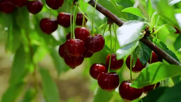 La guinda roja madura sobre el árbol en verano. Primer plano — Vídeo de stock