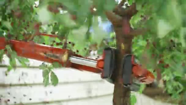 Eine Landmaschine schüttelt einen Baum und sammelt Kirschen im Garten. — Stockvideo
