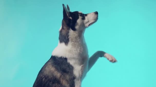 Jeune husky posant en studio sur un fond bleu — Video