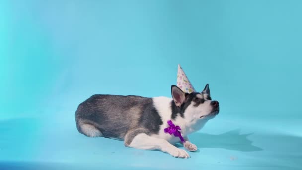 Un jeune husky pose avec un chapeau de fête sur la tête et un arc autour du cou dans le studio sur un fond bleu — Video