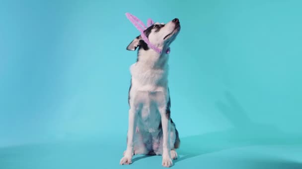 Un joven husky posa con orejas de conejo en su cabeza en el estudio sobre un fondo azul — Vídeos de Stock