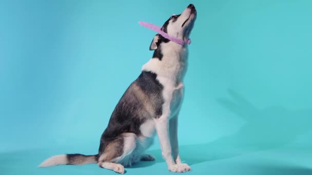 Un giovane husky posa con una corona in testa nello studio su uno sfondo blu — Video Stock