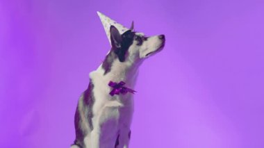 Genç bir kurt, kafasında şenlikli bir şapkayla stüdyoda mor bir arka planda boynunda bir kurdeleyle poz veriyor.