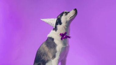 Genç bir kurt, kafasında şenlikli bir şapkayla stüdyoda mor bir arka planda boynunda bir kurdeleyle poz veriyor.