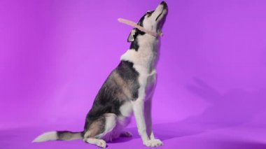 Stüdyoda mor arka planda güneş gözlüklü genç bir kurt poz veriyor.