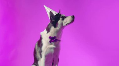 Genç bir kurt kafasında şenlikli bir şapka ve pembe bir arka planda stüdyoda boynunda bir kurdele ile poz veriyor.