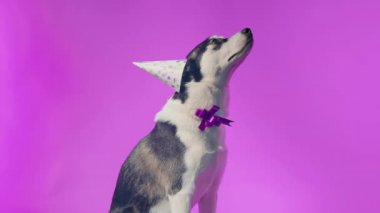 Genç bir kurt kafasında şenlikli bir şapka ve pembe bir arka planda stüdyoda boynunda bir kurdele ile poz veriyor.