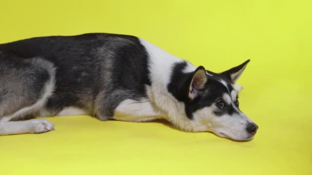 Um jovem husky está deitado no estúdio em um fundo azul — Vídeo de Stock