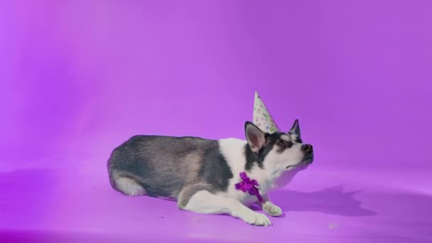 Um jovem husky posa com um chapéu festivo em sua cabeça e um arco em torno de seu pescoço no estúdio em um fundo roxo — Vídeo de Stock