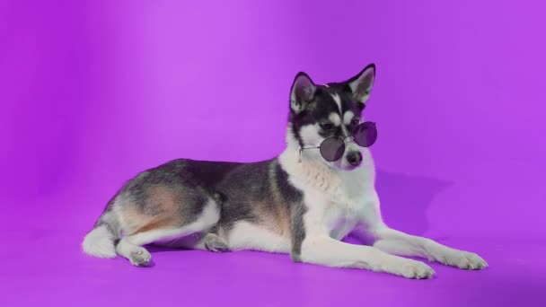 A young husky poses with sunglasses in the studio on a purple background — Stock Video