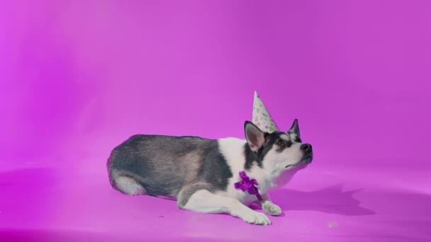 Um jovem husky posa com um chapéu festivo em sua cabeça e um arco em torno de seu pescoço no estúdio em um fundo rosa — Vídeo de Stock