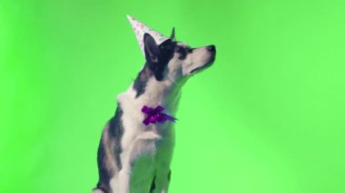 Kafasında şenlikli bir şapka ve yeşil bir arka planda stüdyoda boynuna bir fiyonk takmış genç bir kurt poz veriyor.