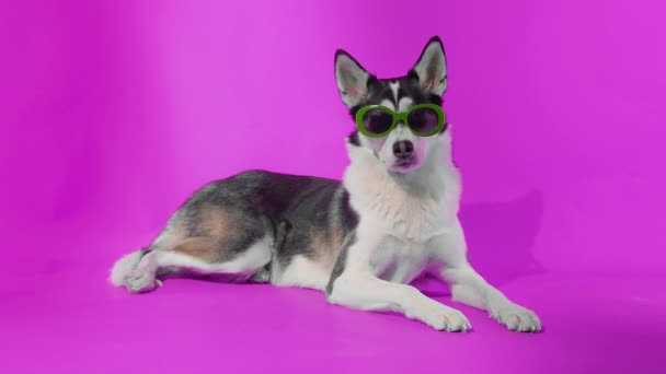 Un giovane husky posa con occhiali da sole in studio su sfondo rosa — Video Stock