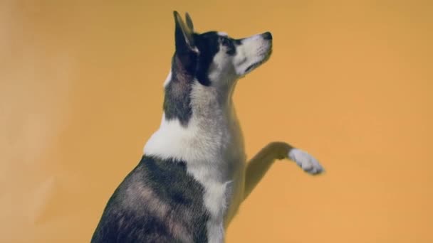 Un giovane husky posa in studio su uno sfondo arancione — Video Stock