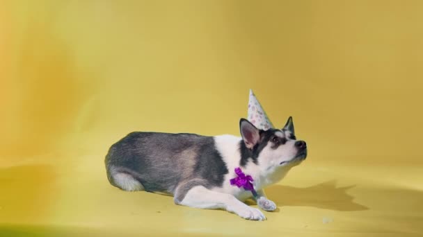 Um jovem husky posa com um chapéu festivo em sua cabeça e um arco em torno de seu pescoço no estúdio em um fundo laranja — Vídeo de Stock