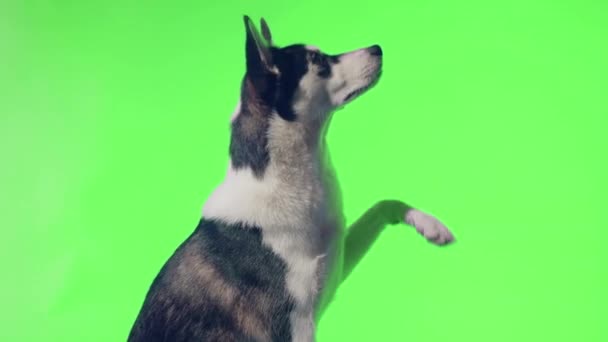 Un joven husky posa en el estudio sobre un fondo verde — Vídeos de Stock