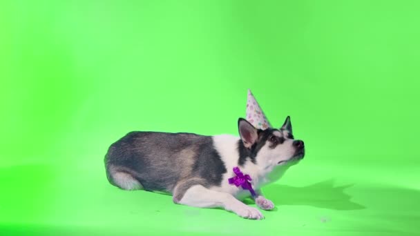 Ein junger Husky posiert mit festlichem Hut auf dem Kopf und einer Schleife um den Hals im Atelier auf grünem Hintergrund — Stockvideo