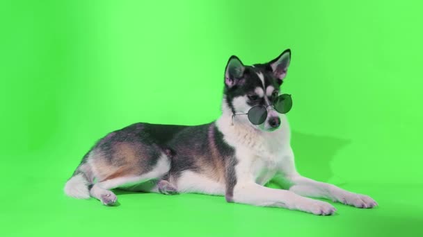 En ung husky poserar med solglasögon i studion på en grön bakgrund — Stockvideo