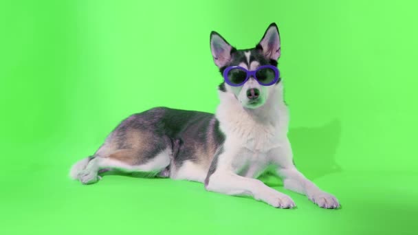 Un giovane husky posa con occhiali da sole in studio su uno sfondo verde — Video Stock