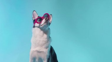 Stüdyoda mavi arka planda güneş gözlüklü genç bir kurt poz veriyor.