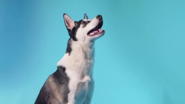 Un joven husky posa con gafas de sol en el estudio sobre un fondo azul — Vídeos de Stock