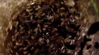 Bira veya viski yapmak için arpa arpası. Malt koyu bir arkaplanda demlenir.