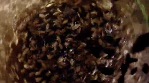 Ячмінний солод для виготовлення пива або віскі. Мальт вариться на темному фоні . — стокове відео