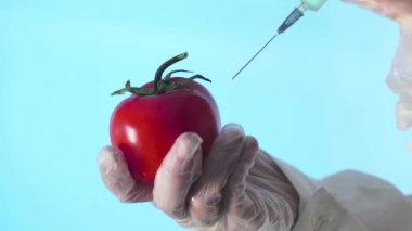 Tıbbi önlüklü ve eldivenli bir insanın mavi arka planda bir sıvıyla domatese şırınga enjekte edişinin yakın çekimi.