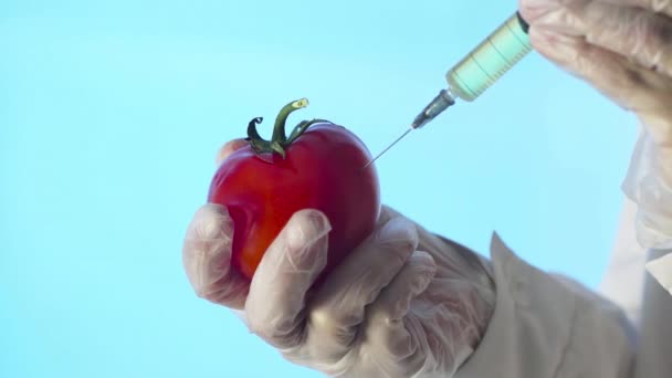 Close-up de um humano em um casaco médico e luvas injetando uma seringa em um tomate com algum líquido em um fundo azul — Vídeo de Stock
