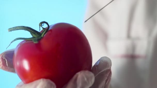 Närbild av en människa i en medicinsk rock och handskar injicera en spruta i en tomat med lite vätska på en blå bakgrund — Stockvideo