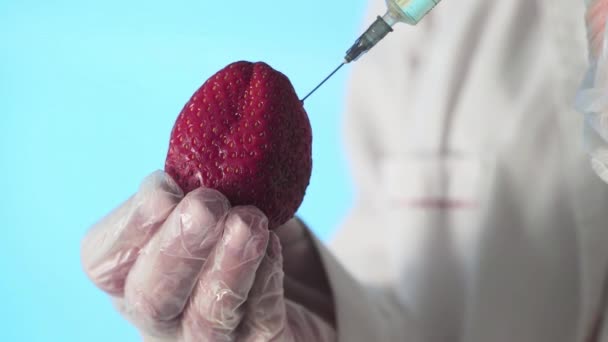 Närbild av en människa i en medicinsk klänning och handskar injicera en spruta i jordgubbar med lite vätska på en blå bakgrund — Stockvideo
