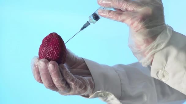 Close-up de um humano em um vestido médico e luvas injetando uma seringa em morangos com algum líquido em um fundo azul — Vídeo de Stock