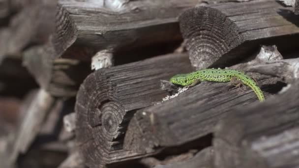 Nahaufnahme einer grünen Eidechse, die auf Holz hockt. Natur — Stockvideo