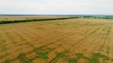 Bereketli bir tarlanın kuş bakışı görüntüsü