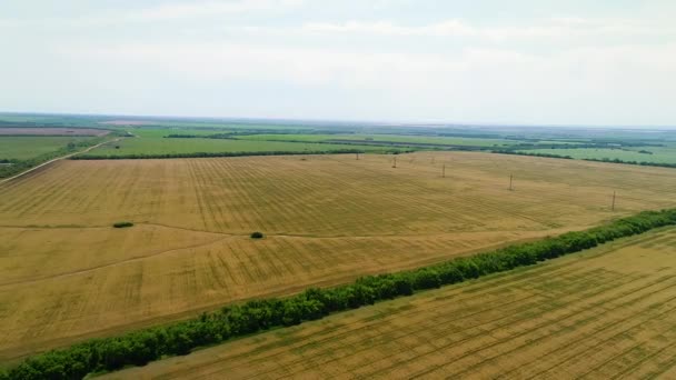 Vogels oog uitzicht van een weelderig veld — Stockvideo