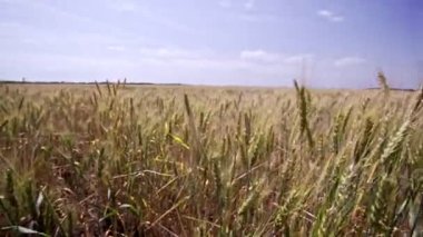 Buğday tarlasına yakın çekim. Buğday yetiştiriciliği. Yazın büyük buğday hasadı kırsal alanda yaşam tarzında