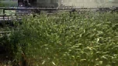 Yakın plan modern bir hasat hasadı olgunlaşmış buğday topluyor, geride buğday tarlasında bir toz bulutu bırakıyor..