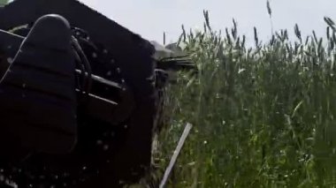 Yakın plan modern bir hasat hasadı olgunlaşmış buğday topluyor, geride buğday tarlasında bir toz bulutu bırakıyor..