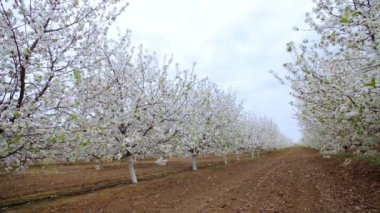 Baharda çiçek açan kiraz ağaçlarıyla dolu bir bahçe. Kiraz Bahçesi