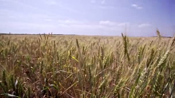 Close-up van tarweoren in het veld. Tarweteelt. Grote oogst van tarwe in de zomer op het veld landschap levensstijl — Stockvideo