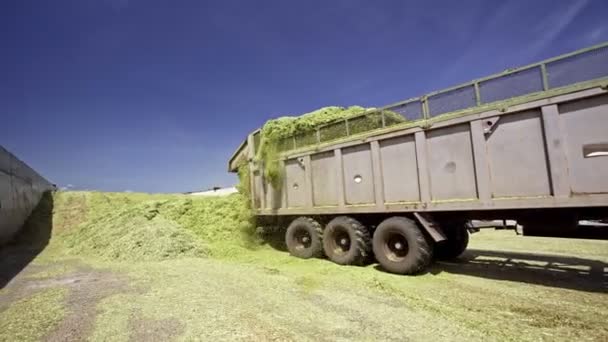 Ciągnik i ciężarówka pracują w terenie. Duże zbiory pszenicy latem na polu krajobraz styl życia — Wideo stockowe
