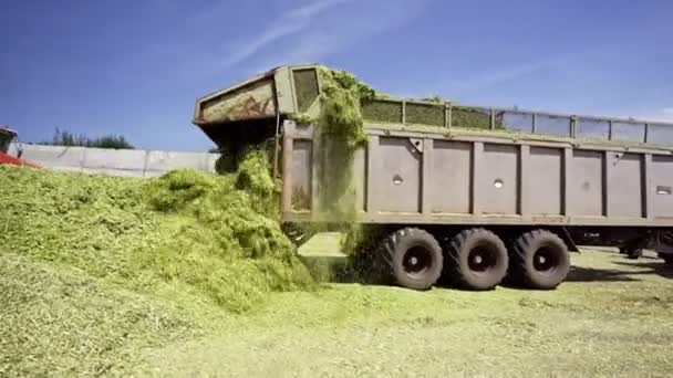 Traktor och lastbil arbetar ute på fältet. Stor skörd av vete på sommaren på ett fält landskap livsstil — Stockvideo