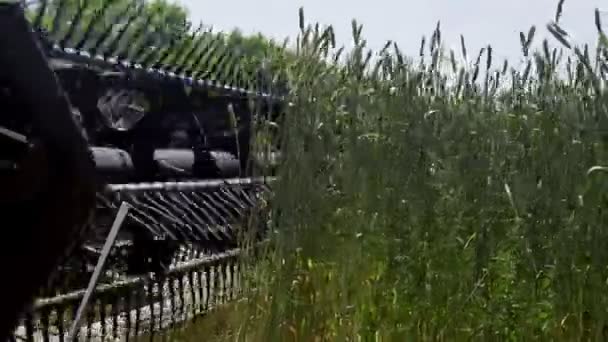 Close-up Nowoczesny kombajn zbiera dojrzałą pszenicę, pozostawiając chmurę pyłu na polu pszenicy. — Wideo stockowe